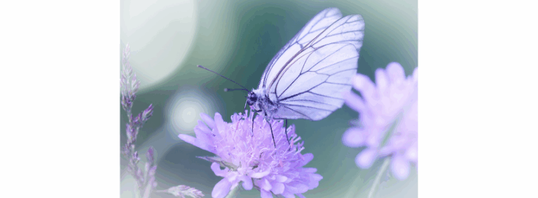 De afbeelding toont een witte vlinder op een paarse bloem. Voor mij als auteur is dit illustratief: het geeft een beeld bij mijn inzending voor de Veldeke Poëziepriês 2022.