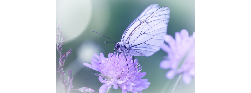 De afbeelding toont een witte vlinder op een paarse bloem. Voor mij als auteur is dit illustratief: het geeft een beeld bij mijn inzending voor de Veldeke Poëziepriês 2022.
